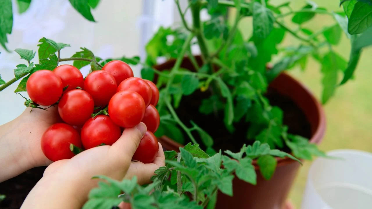 Transform Your Tomato Harvest: The Surprising Benefits of Using Fish Scraps