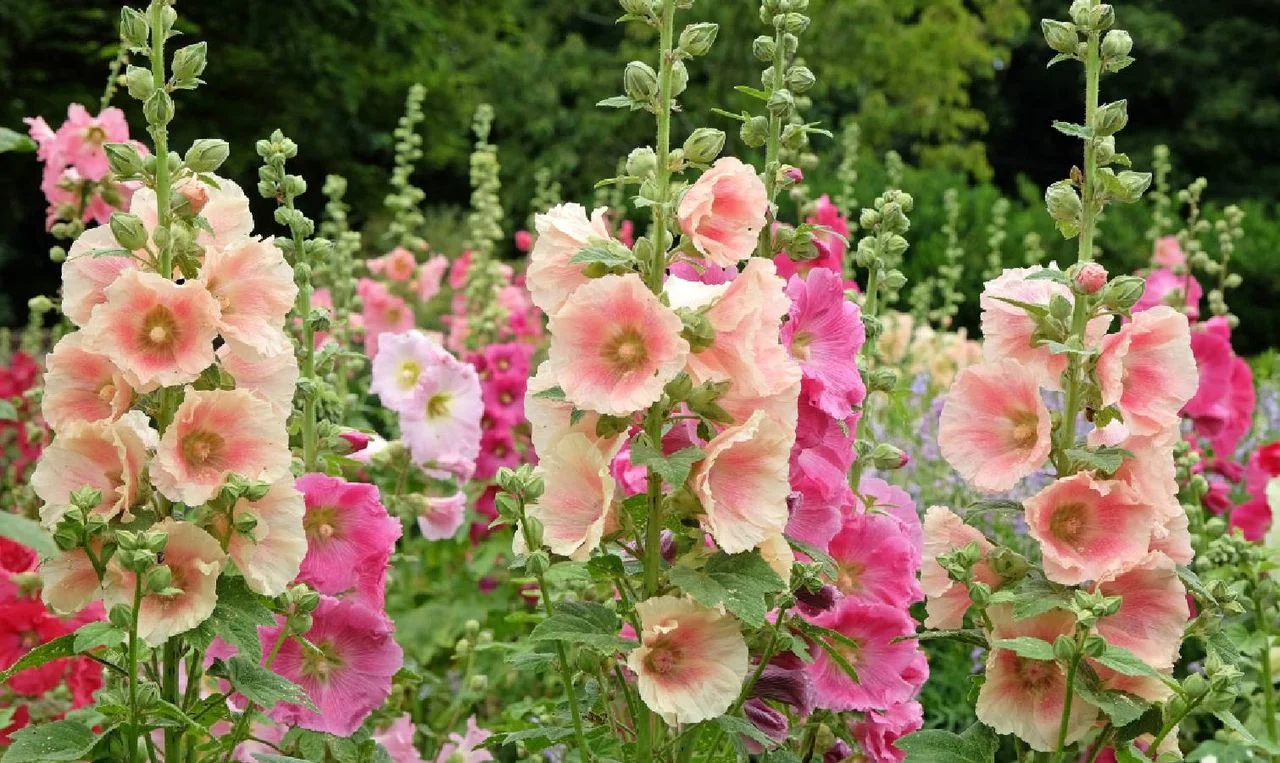 Mastering Hollyhock Blooms: Simple Techniques for a Lush Garden Every Year